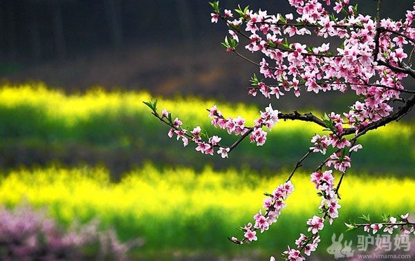 杭州富阳半山桃花节-桃花遍野岂止半山？3