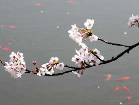 樱花浪漫时 无锡鼋头渚赏樱花2