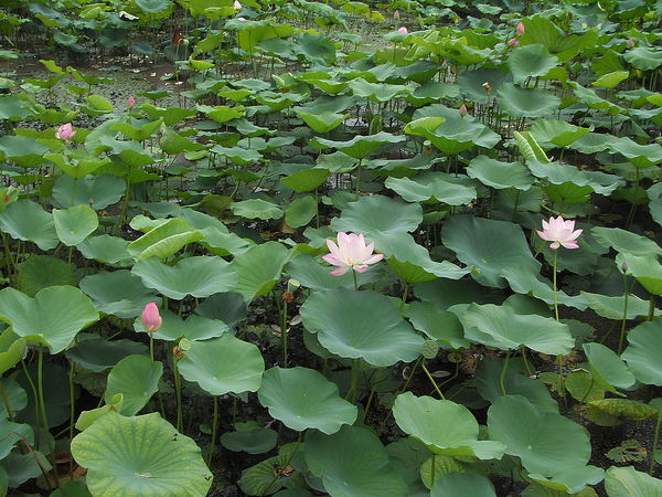 那年杭州，那年夏天。。。1