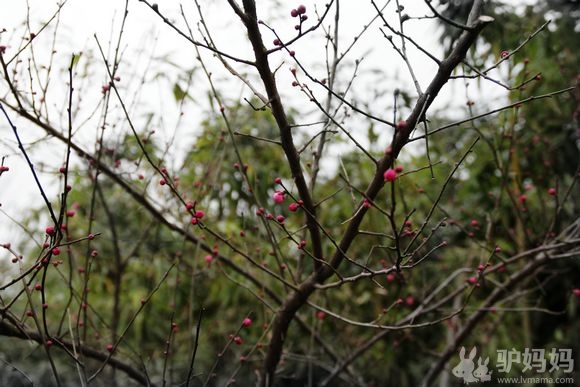 暗香浮动赏梅去 西溪赏梅记5