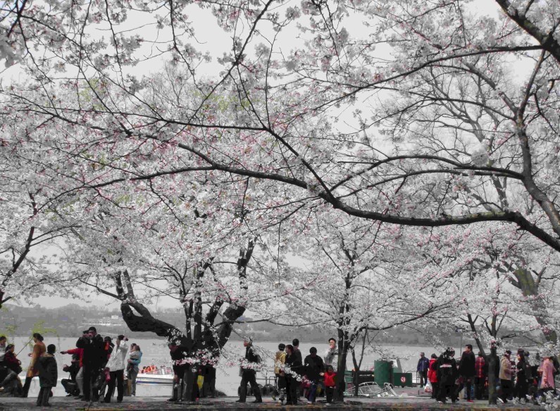 樱花浪漫时 无锡鼋头渚赏樱花5