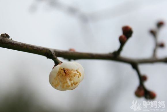 暗香浮动赏梅去 西溪赏梅记1