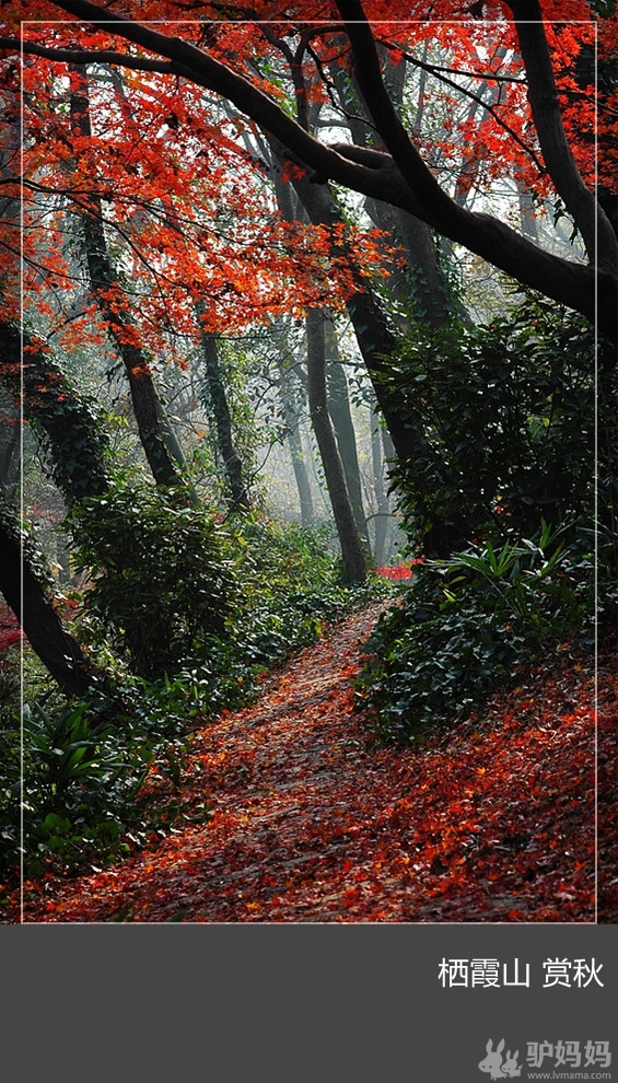 栖霞山：暮雨叩窗知秋凉，一夜北风满阶黄8