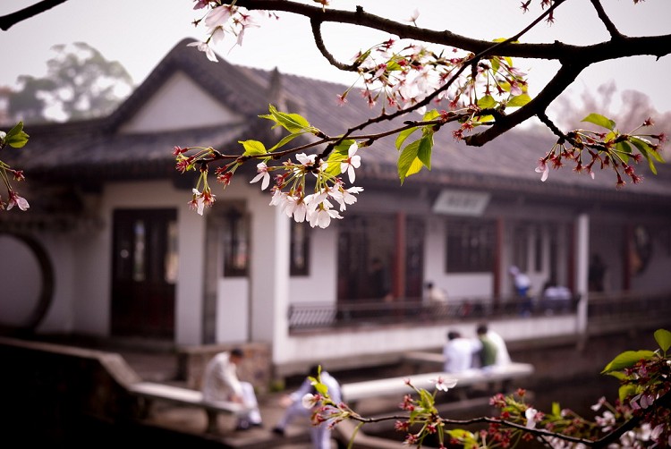 樱花浪漫时 无锡鼋头渚赏樱花1