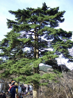 2009.4.3-4.11 杭州，黄山，九华山 九日游30