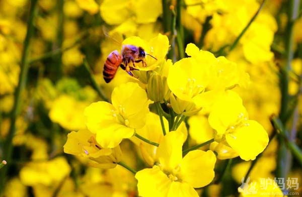 2012高淳油菜花节超全攻略 南京高淳旅游攻略1