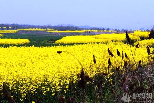 2012高淳油菜花节超全攻略 南京高淳旅游攻略2