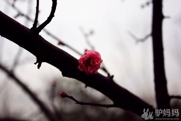 暗香浮动赏梅去 西溪赏梅记7