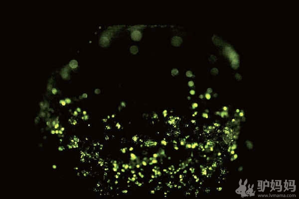 无锡蠡园：漫天萤火虫，与星芒共闪耀1