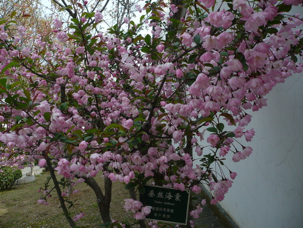 中山陵，总统府26