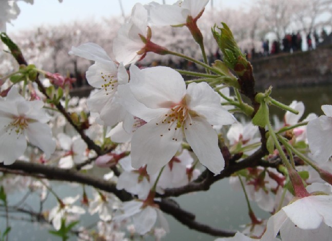 樱花浪漫时 无锡鼋头渚赏樱花6