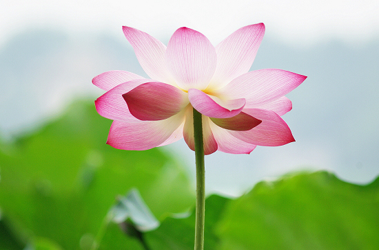 游水乡,别忘记嘉兴的好1