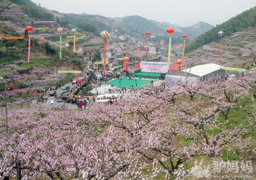 杭州富阳半山桃花节-桃花遍野岂止半山？1