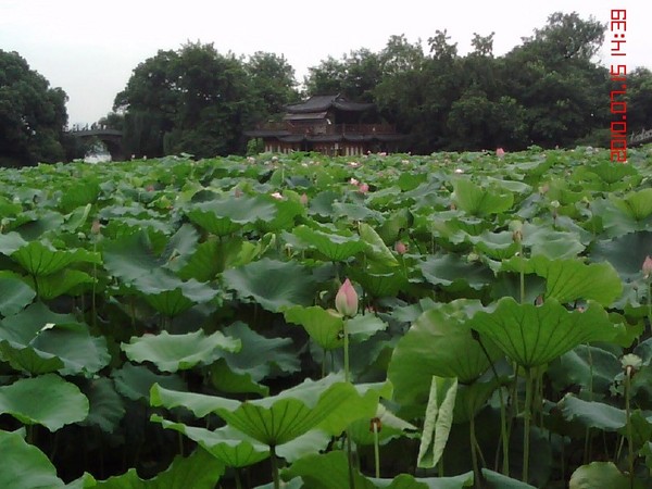 杭州西湖的荷花1