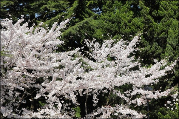 花痴看花之四月青岛樱花行12