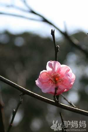 超山梅花节游玩攻略 北园篇：泛舟寻梅，在花丛中再自由穿梭一次3