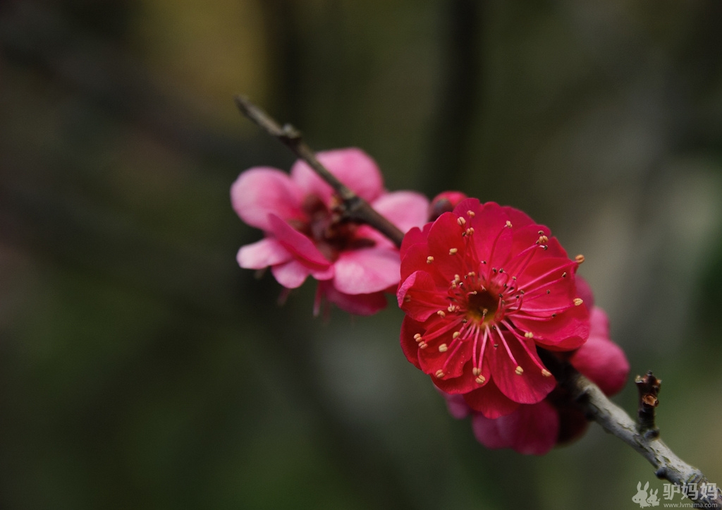 超山梅花节游玩攻略 北园篇：泛舟寻梅，在花丛中再自由穿梭一次5