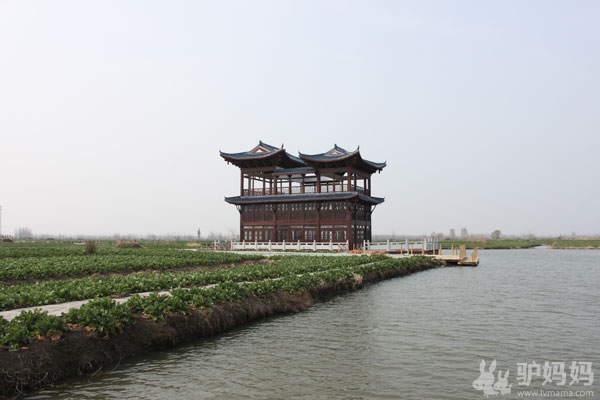 菜花未开，探路先行-兴化油菜花实地探访先头情报11