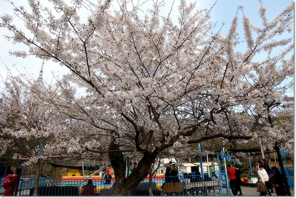 花痴看花之四月青岛樱花行21