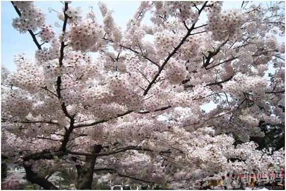 青岛中山公园樱花节 中山公园樱花开了没 青岛中山公园门票1