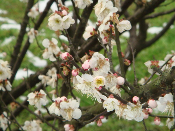 超山梅花vs我家水仙花3