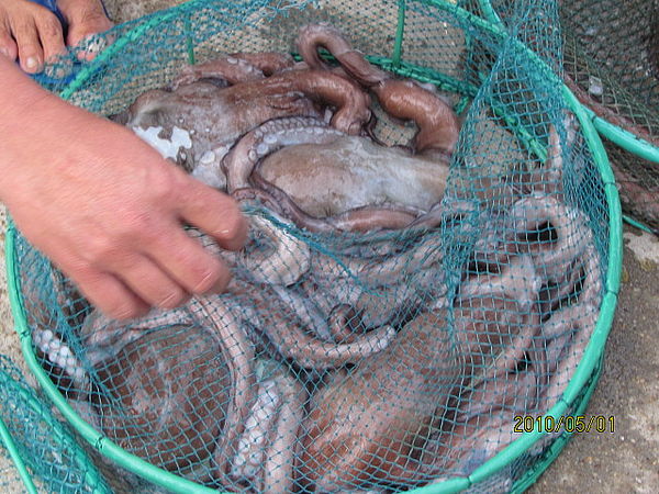 大鹏村里看大海，惠东霞涌看日落7
