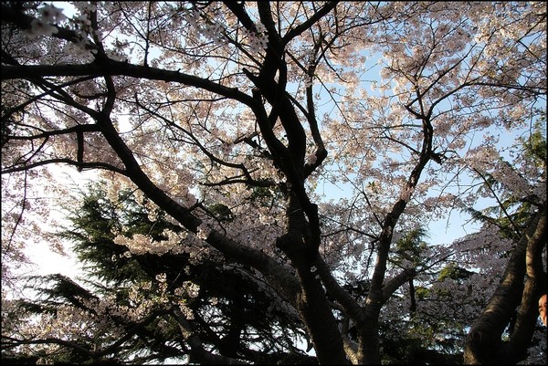 花痴看花之四月青岛樱花行4