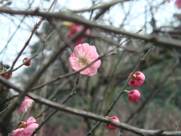 超山梅花vs我家水仙花6