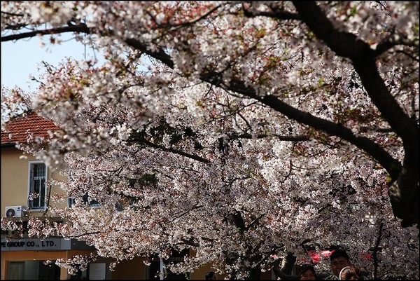 花痴看花之四月青岛樱花行16