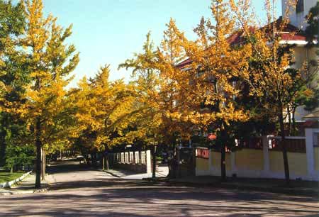 十一青岛旅游:十一青岛旅游景点线路攻略2