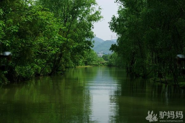 西溪湿地--城市高温下的避难所7