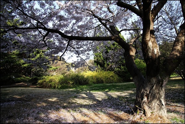 花痴看花之四月青岛樱花行9