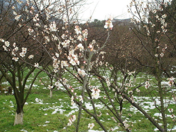 超山梅花vs我家水仙花2