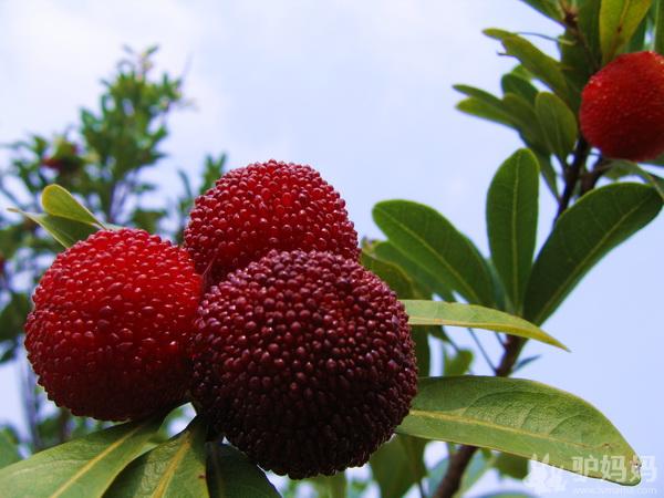 仙居杨梅节 去仙居采杨梅 仙居的杨梅很好吃1