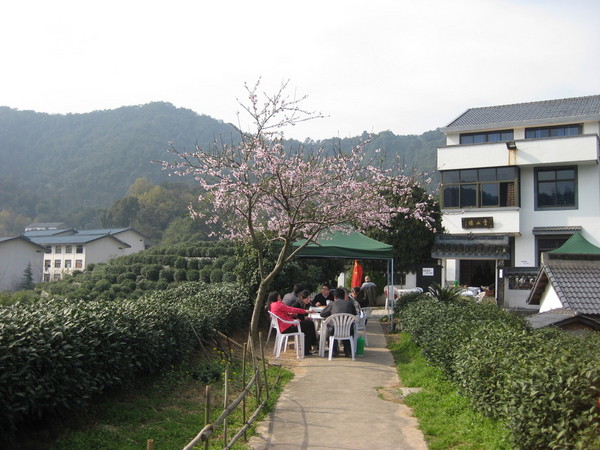 龙井村1