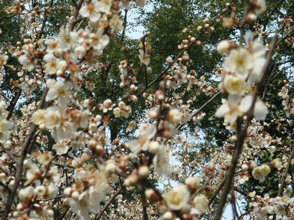 超山梅花vs我家水仙花14