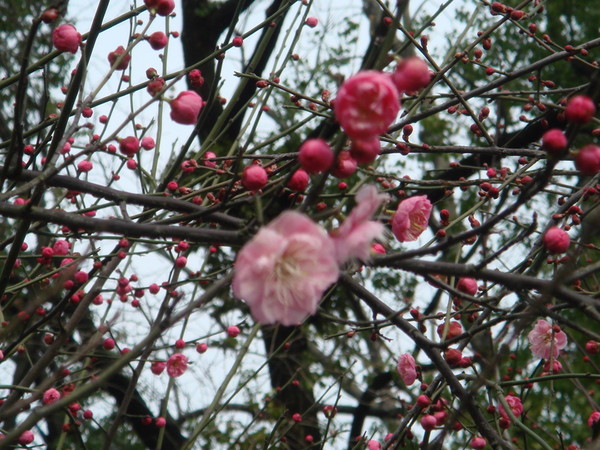 超山梅花vs我家水仙花8