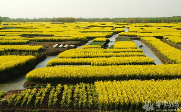 菜花未开，探路先行-兴化油菜花实地探访先头情报1