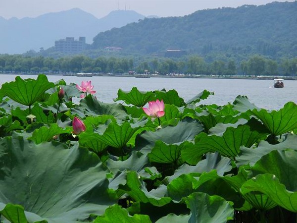 一个人的游走——上海、乌镇、杭州（最后两天）5