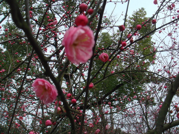 超山梅花vs我家水仙花4