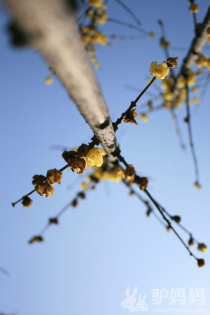 超山梅花节游玩攻略 北园篇：泛舟寻梅，在花丛中再自由穿梭一次1