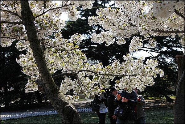 花痴看花之四月青岛樱花行14