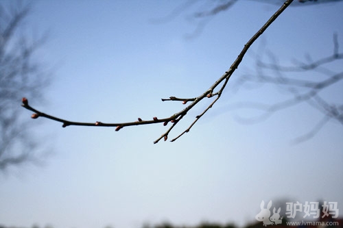 超山梅花节游玩攻略 北园篇：泛舟寻梅，在花丛中再自由穿梭一次2