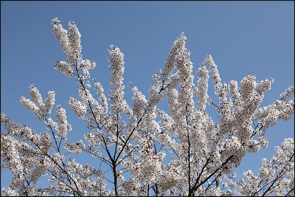 花痴看花之四月青岛樱花行2