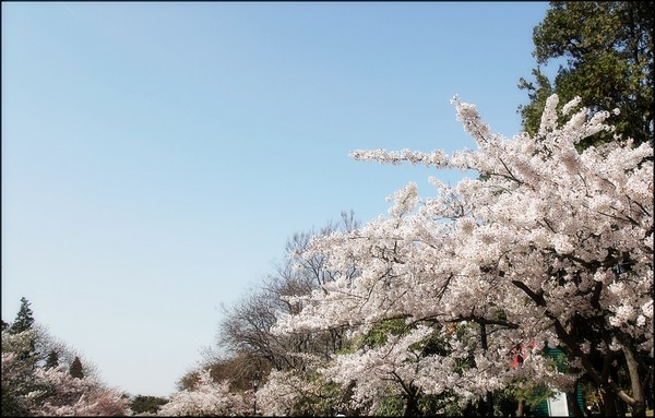 花痴看花之四月青岛樱花行13