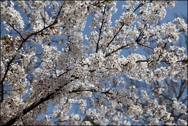 花痴看花之四月青岛樱花行17