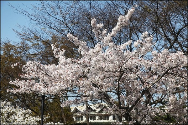 花痴看花之四月青岛樱花行18