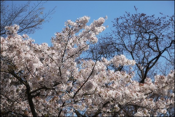 花痴看花之四月青岛樱花行19