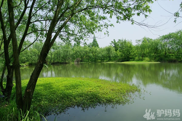 西溪湿地--城市高温下的避难所3