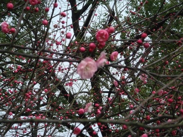 超山梅花vs我家水仙花9